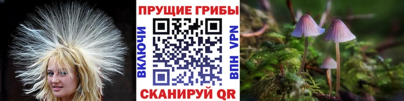Галлюциногенные грибы Magic Shrooms Купить где Тихорецк